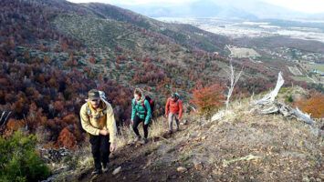 Ardua y silenciosa tarea de reforestar bosques quemados